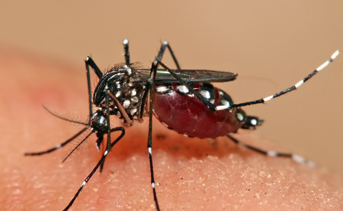 Aedes coloca viso em risco